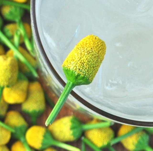davidicken's tweet photo. Bite the fuzzy, yellow flower and feel the tingle on your tongue. Then, sip the drink &amp; feel your mouth... #team52 https://t.co/vdJwMdsTbP https://t.co/K39qYPhYpV