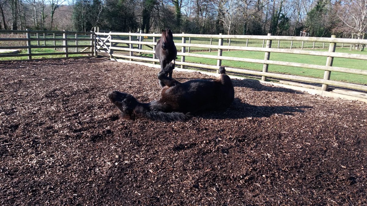 ButterfieldDru's tweet photo. After a morning of brushing they got there own back. Poor students were horrified #equineassistedlearning #education #ponies #Dartmoor https://t.co/jLkVgXJ2he