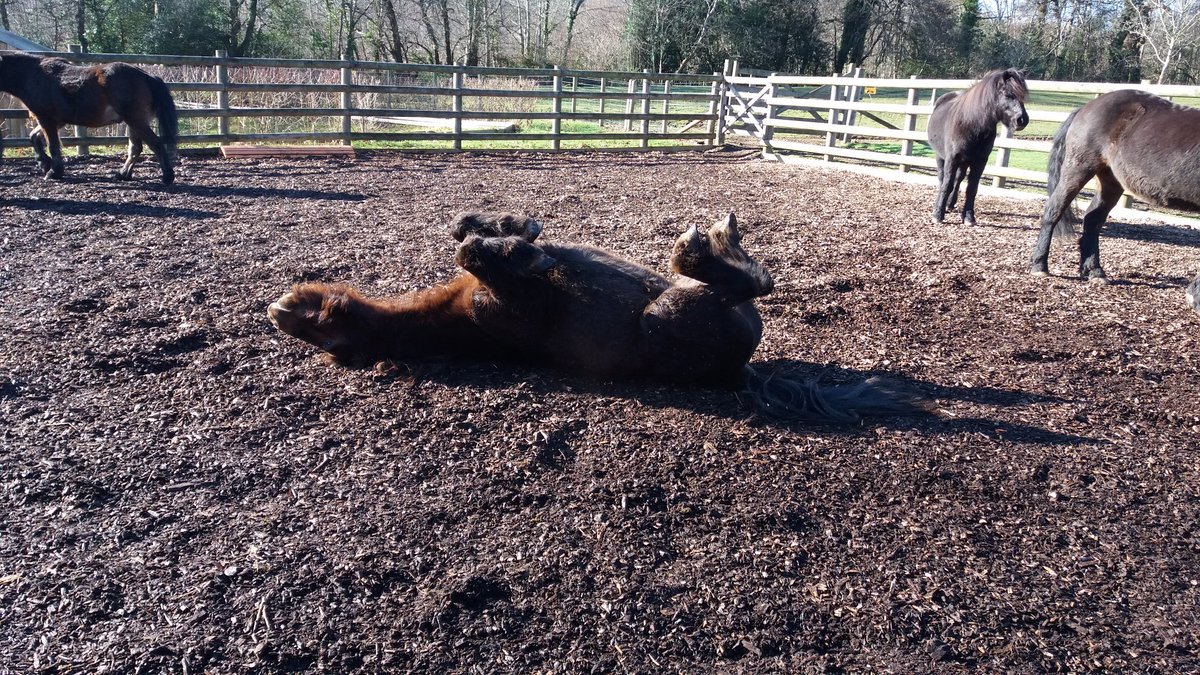 ButterfieldDru's tweet photo. After a morning of brushing they got there own back. Poor students were horrified #equineassistedlearning #education #ponies #Dartmoor https://t.co/jLkVgXJ2he