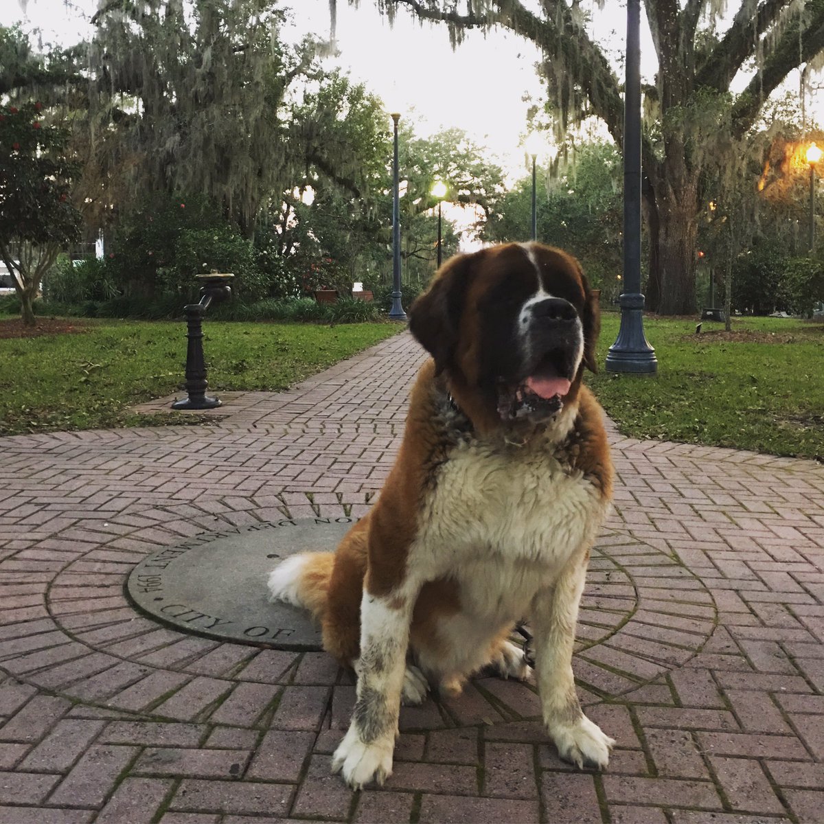 Nice, cool morning in #Tallahassee. As close to alpine weather as I'm going to get! 🐶❄️
