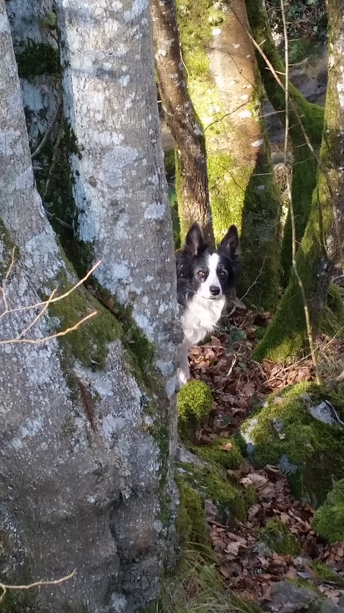 Txakurtzen's tweet photo. En un #perro viejo,el #paseo es parte necesaria para su estimulación fisica y psicologia.Es como un jubiado: mejor activo que en el sofa.. https://t.co/v1B5ex6LBd