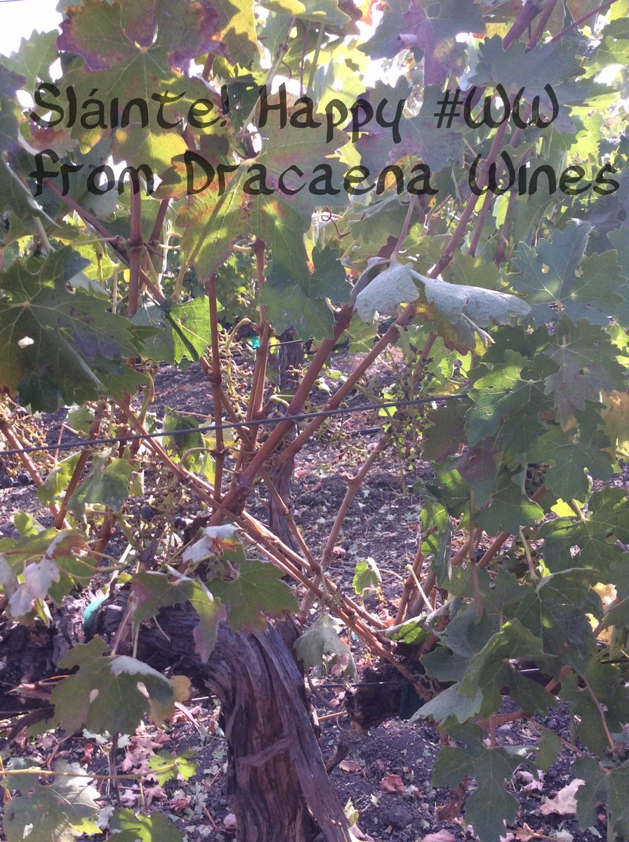 Dracaenawines's tweet photo. happy #WW! @ClineCellars @JacuzziWines @EhlersEstate @passaggio @ninerwine @PeachyCynWinery @halcyonwines @GibbsNapaValley @ToastedGoatWine https://t.co/HVfXejpanM