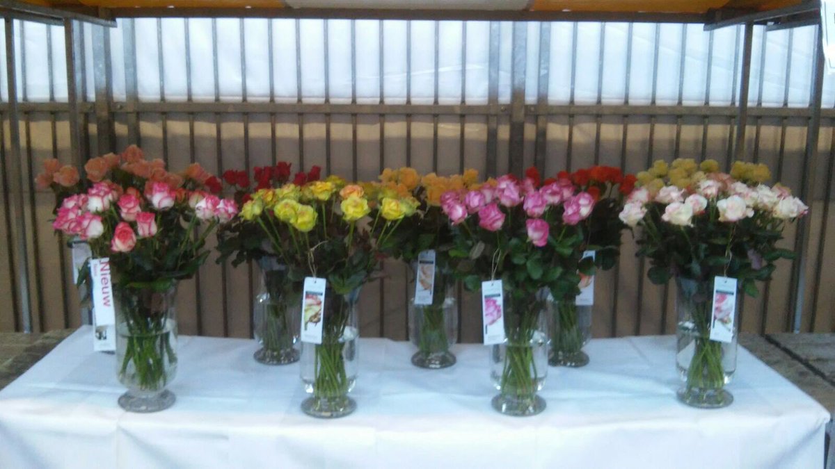 bergroses tweet picture