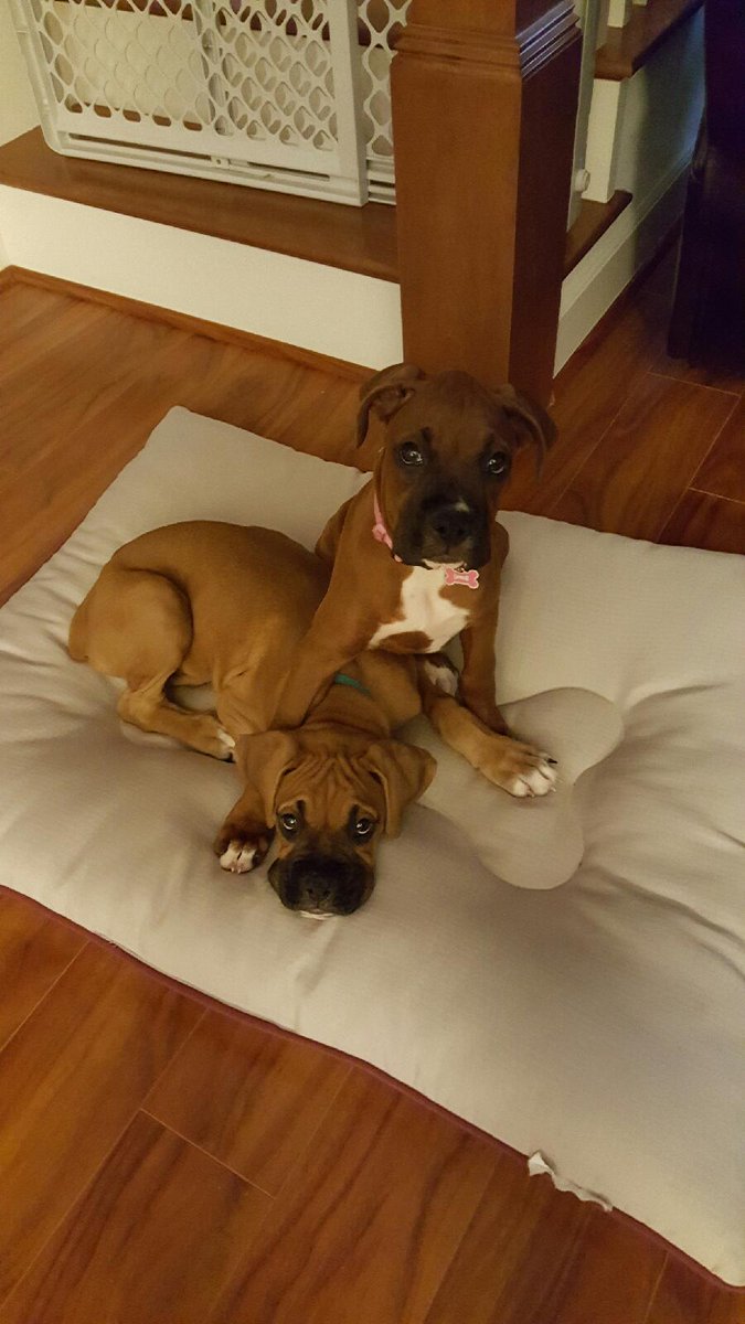 HereToComplete's tweet photo. One of them was naughty and decided that the corner of our area rug tasted better than their toy. https://t.co/PTENEzmYkj