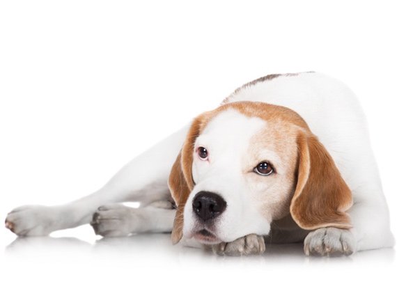 PetMD's tweet photo. 9 Dog Breeds with the Highest Cancer Rate: https://t.co/eKgrcqtXJa https://t.co/QLMWi2QTw9