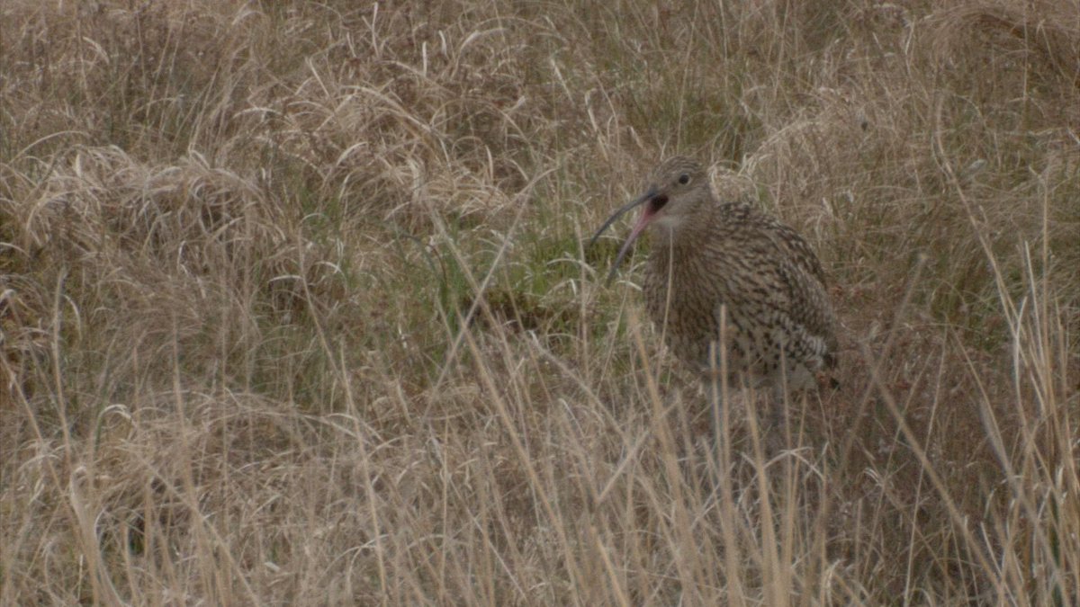 we are #filming #Curlew by the #coast  and in the #uplands highlighting their drastic decline. #birds #wales #endangered #species #snowdonia