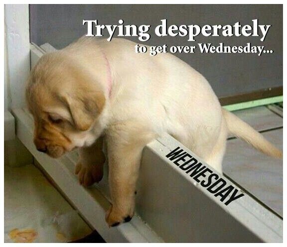 #Wednesday struggle bus all aboard! 🚋🚋🚋