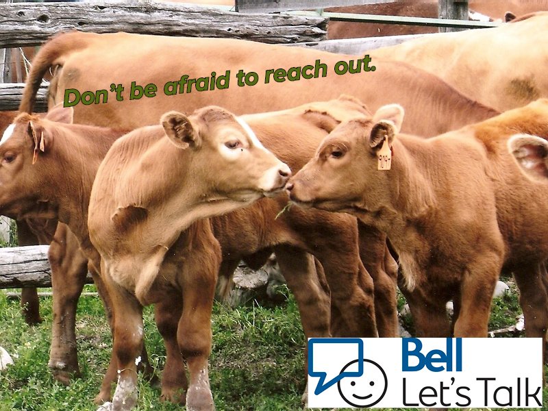 BeefFarmersON's tweet photo. It's an important day! @Bell_LetsTalk is giving 5 cents to mental health initiatives for every tweet &amp; RT using #BellLetsTalk. https://t.co/HL7immaG5h