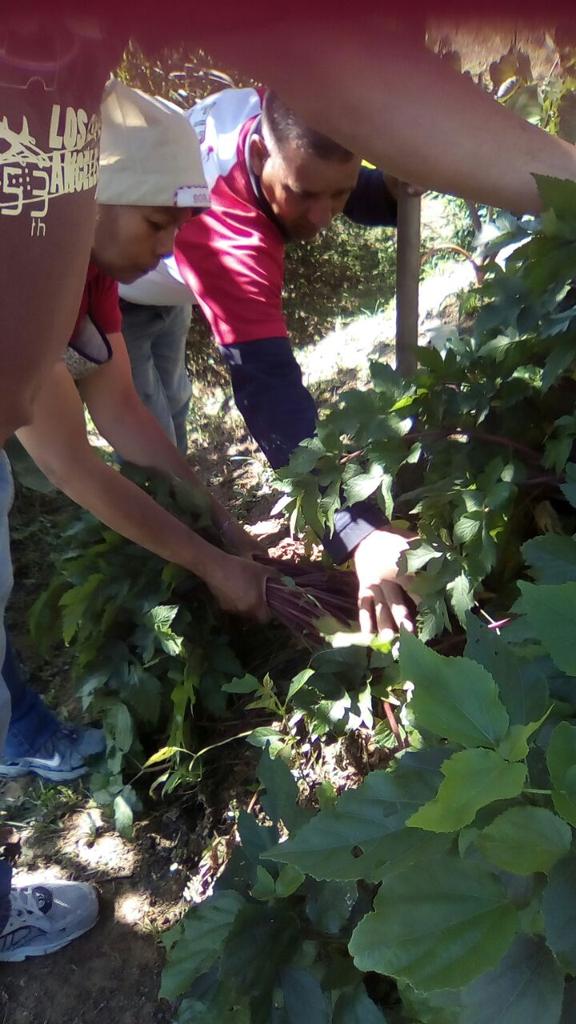 Cssajuanaramire's tweet photo. CSSA Juana Ramírez sacando  cosecha para la sopa,torneo de bolas criollas con Charallave Los Teques @magallyvina @salainass @Atencion_Inass https://t.co/4O7ZXjbMvj