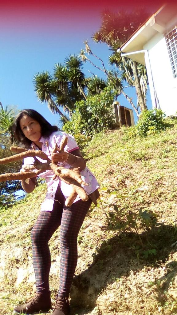 Cssajuanaramire's tweet photo. CSSA Juana Ramírez sacando  cosecha para la sopa,torneo de bolas criollas con Charallave Los Teques @magallyvina @salainass @Atencion_Inass https://t.co/4O7ZXjbMvj