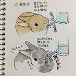 ウサギの水の飲み方が、想像以上にダイナミックでワロタ!
