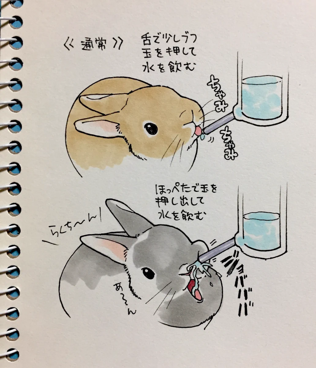 ウサギの水の飲み方が、想像以上にダイナミックでワロタｗｗｗｗ
