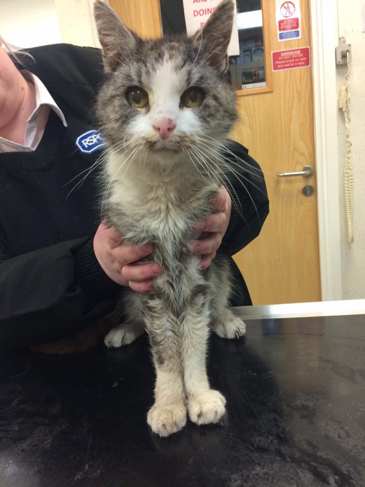 LostboxYORKS's tweet photo. Are you the owner of this cat? Found 24th Jan in #BasfordStreet #Sheffield #S9 Please RT to share his appeal!

https://t.co/BsIL1AXRgo https://t.co/hqScmkSytS