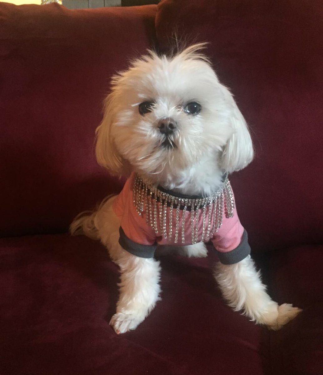 Danisingz's tweet photo. On Wednesday's we wear pink 💅🏽 #wednesdayswewearpink #VIPpup #sparkle #pink https://t.co/NWumBPrApR