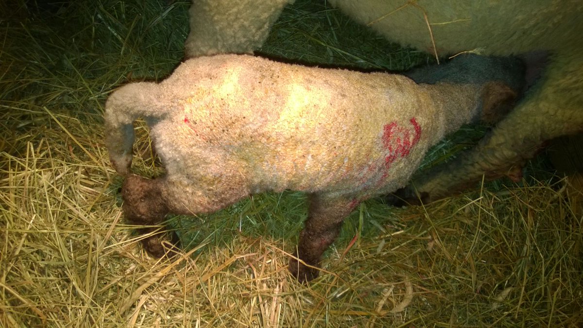 Woolenberg's tweet photo. First lambs have been born. A ram B-SAAR and an ewe B-SABINA, they 're lively and mom F-OFELIA takes good care of them. https://t.co/xMaHIMg6Oh