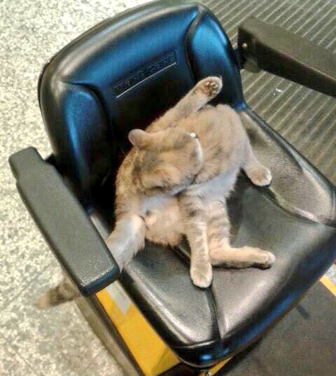 TheMorrisonsCat's tweet photo. I call this my chicken leg yoga position @thecatreviewer 😹😹😹 https://t.co/s839xJRjus