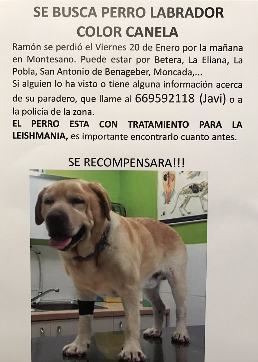 radaresvalencia's tweet photo. Tweet Solidario: Se busca este perro en Valencia. https://t.co/1ahoqkcJMr