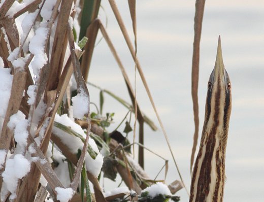 Markthebirder's tweet photo. Good to hear of a Bittern @woodberrywet today - reminds me of my lucky streak of 6 in 2009/10 #oldpatch @WildLondon @BirdGuides #Winterwatch https://t.co/SAMOWXKqVv