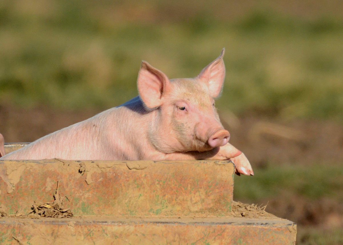 minneyb2k's tweet photo. No Hooded crow seen at Mautby 🙁, just this Piglet warming in the glorious sunshine yesterday with @ChrisBales4 https://t.co/b4imHG2blD
