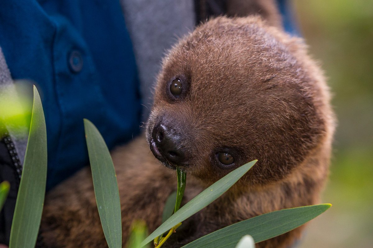 sandiegozoo's tweet photo. Estrella is our #CuteAnimalTweetOff Star ⭐️ https://t.co/0FAj2f3bjG