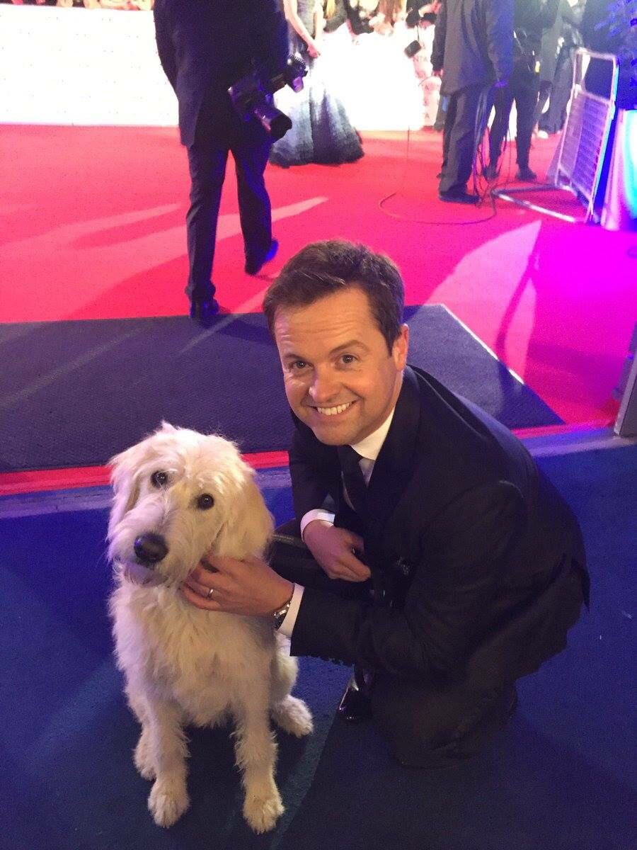 AntandDecPics's tweet photo. Dec with the @thismorning dog! #cutenessoverload #ntas https://t.co/uRprCSgNkR