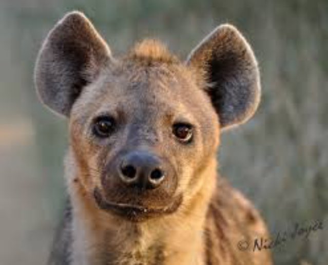LivinForAnimals's tweet photo. Did you know?
Hyenas are more closely related to cats than dogs. Researchers say hyenas are adapt at solving problems and can even count https://t.co/2Kyt71ikA1