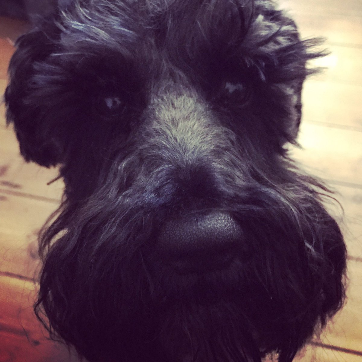 urDog ltd tweet media