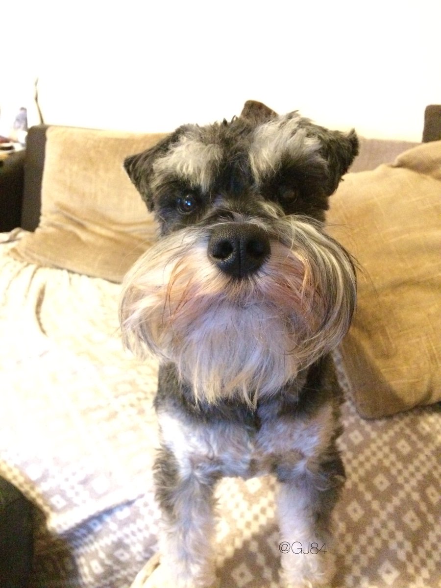 GJ84's tweet photo. I like to think my dog's moustache is worthy of @trentseven 's approval? 🐶🐾 #MoustacheGameStrong https://t.co/0TKrpQ9skq