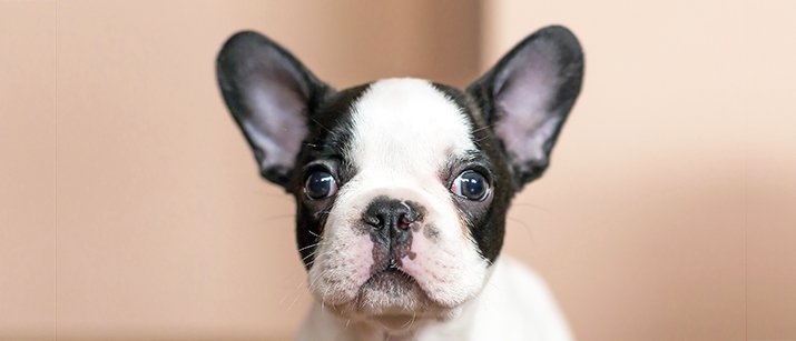 HiLifeDog's tweet photo. A basic beginner's guide to cleaning out our #dogs ears - https://t.co/ZZW3v9uffv https://t.co/mSWBAZ9yXF