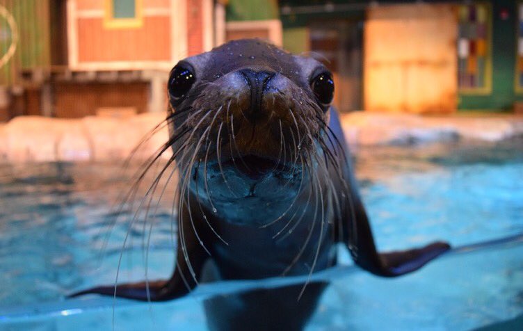 GeorgiaAquarium's tweet photo. @NatlAquarium @TNAquarium @SarahJanetHill @MontereyAq What's cuter than a sea lion boop? #CuteAnimalTweetOff https://t.co/w8tLtiN3sc