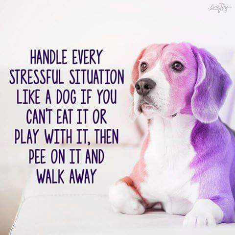 smileyriley210's tweet photo. #Words to live by! #lessstress #doglife https://t.co/f9cjvCeLms
