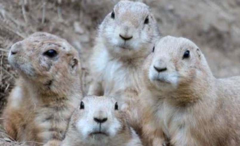 BadlandsGonWild's tweet photo. URGENT: we received word that Trump stormtroopers plan to use water cannons. Many prairie dogs died bringing us this information. #badlands https://t.co/FQHiSPplNe