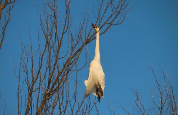 Trieste dood zwaan in boom  telegraaf.nl/t/27500608 via <a href="/telegraaf/">De Telegraaf</a>    
Stelletje schoften 😠😠😠