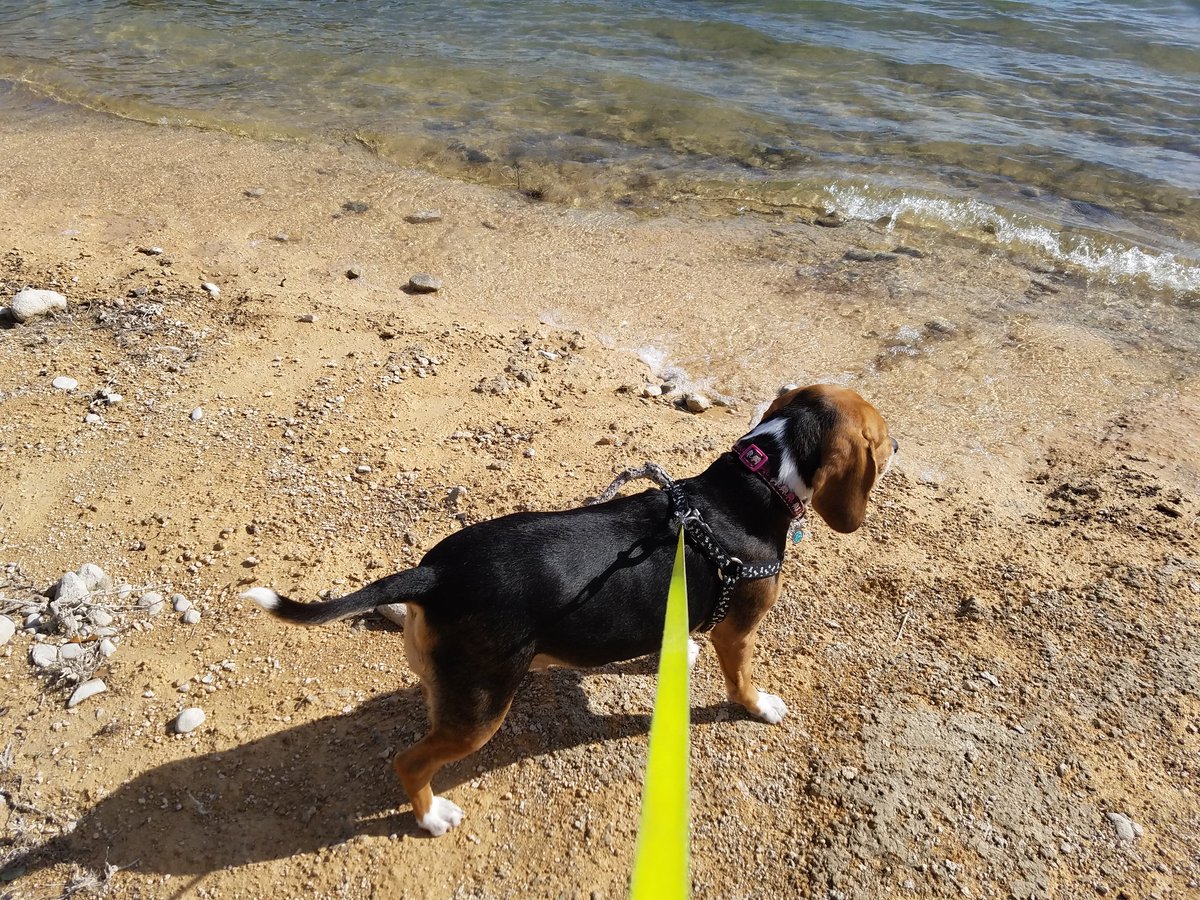 Zeldabeagle's tweet photo. Mom is laughing, cause I jumped after a wave touched my paw. She doesn't understand how long it takes to look this good.  #abeagleslife https://t.co/mobq5pe78X