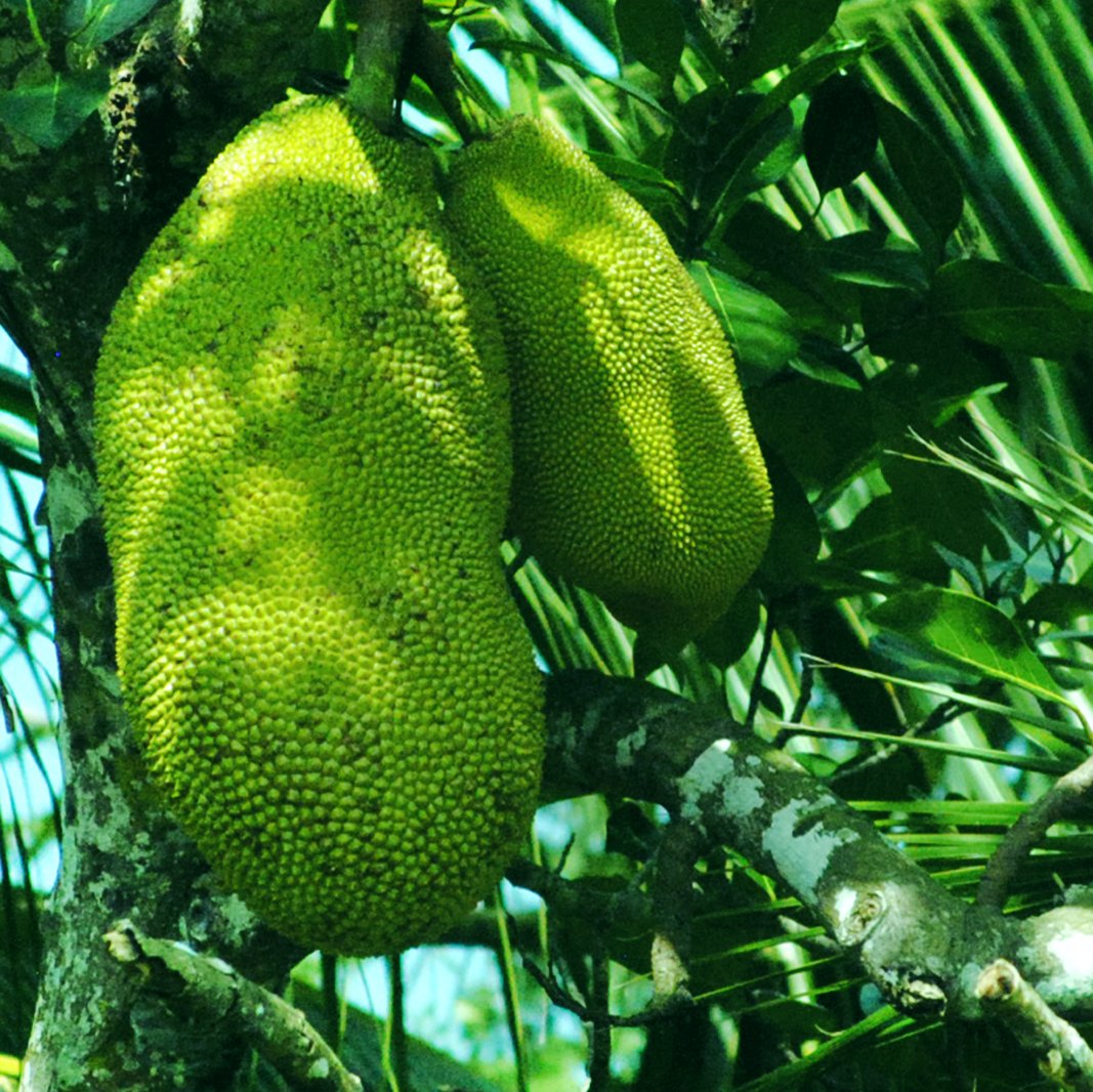 JuiceGeneration's tweet photo. Your environmental impact matters. #Jackfruit is a great meat substitute + is loaded with #antioxidants and #VitaminC. #JuicyJack #Jackpot https://t.co/wAD0GrtYkI