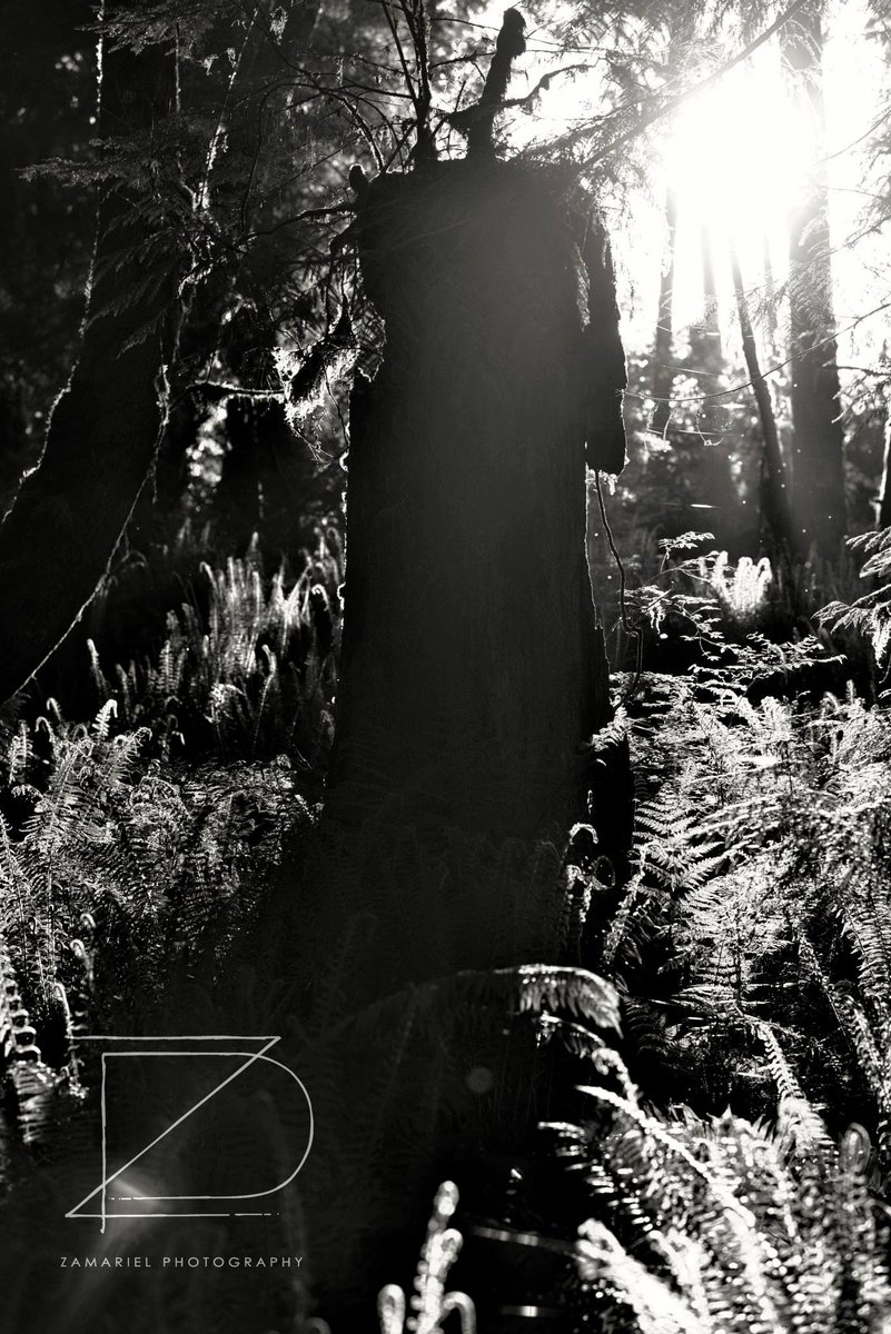 waynehollo's tweet image. Another #hiking #photo #photography #trees #blackandwhite #blackandwhitephotography