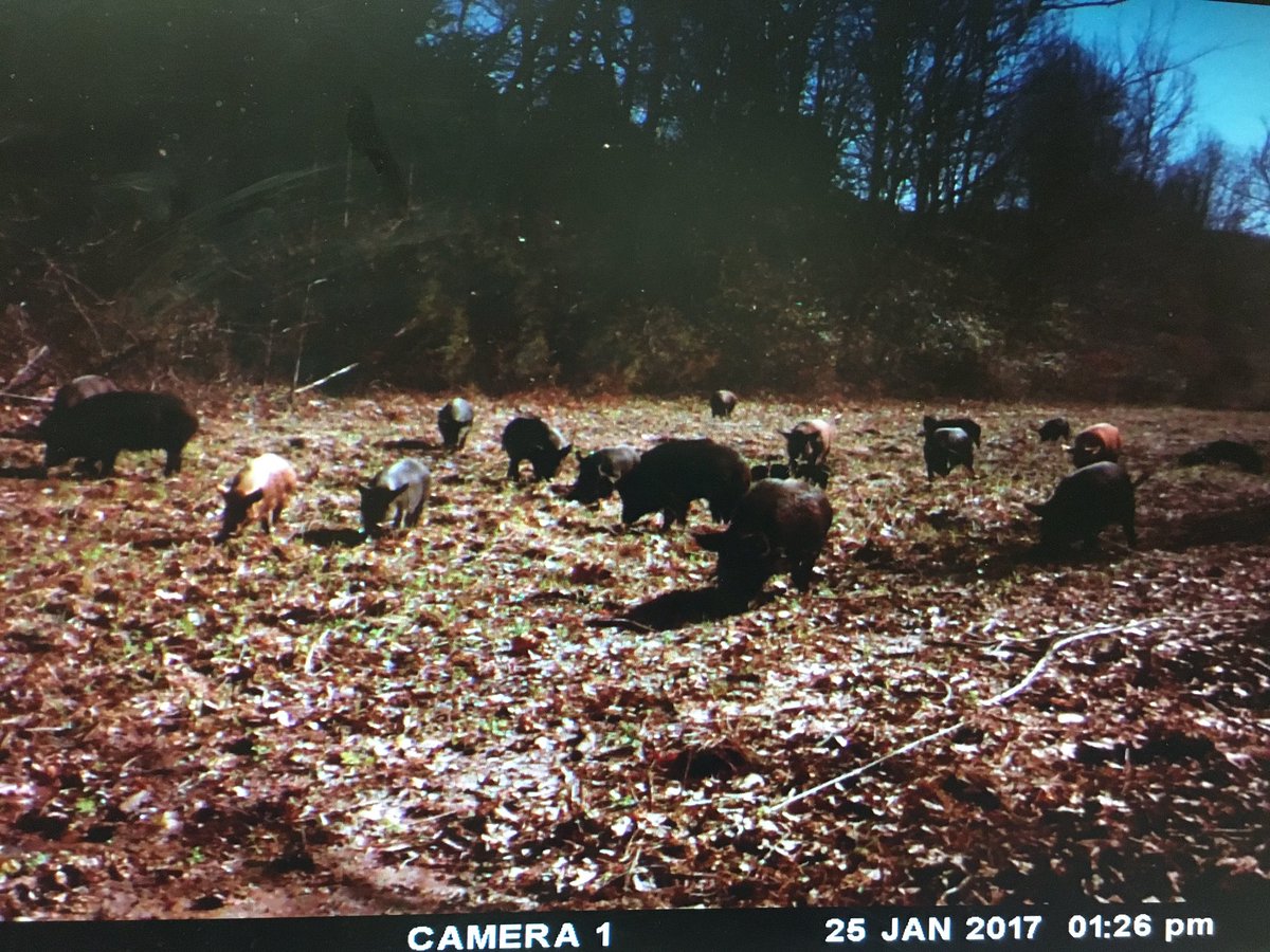 djlaseter's tweet photo. From venison straight to pork chops in Alabama. Time to let the arrows fly!!!! #wildhogs #huntersafetysystem #Hunt #IHateHogs #RollTideRoll https://t.co/8kBHT7p9FQ