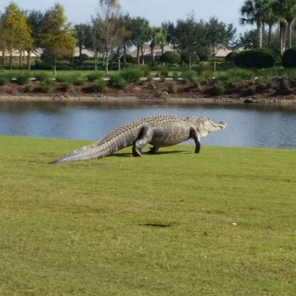 GolfPantherRun's tweet photo. You may play through..#gladeslifeatprgc https://t.co/aPeHaoWdh2