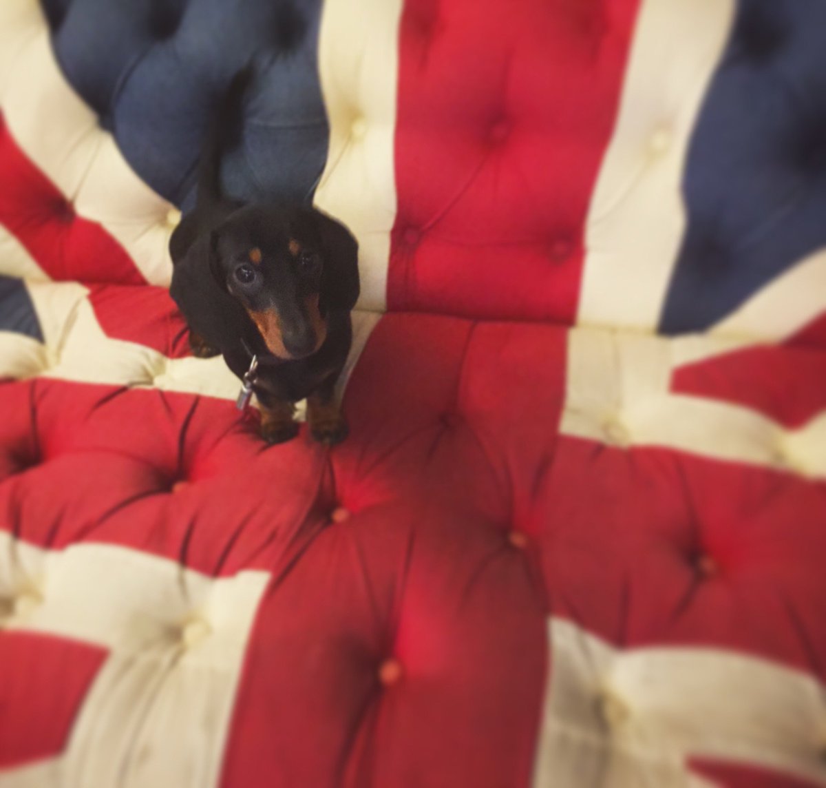 🌭🐶🍞 Meet Toast the Sausage 🌭🐶🍞