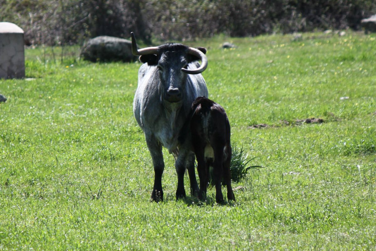 TaurinoPinto's tweet photo. Próximo viernes 27, continuamos con Ciclo de Coferencias con la visita del matador de toros y ganadero, C. Cancela @Flordejara6 https://t.co/C2xvfXeEZS