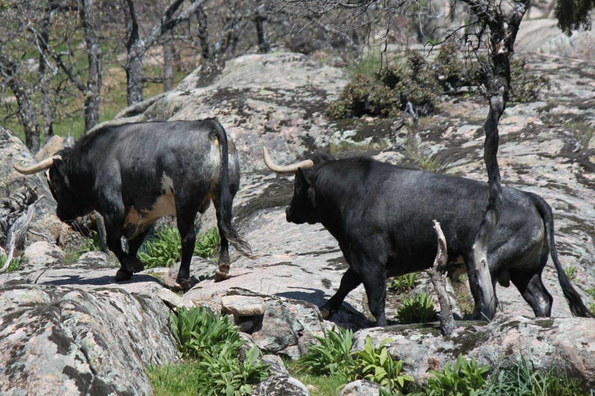 TaurinoPinto's tweet photo. Próximo viernes 27, continuamos con Ciclo de Coferencias con la visita del matador de toros y ganadero, C. Cancela @Flordejara6 https://t.co/C2xvfXeEZS