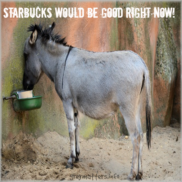 GreyMattersInfo's tweet photo. Where's a Starbucks when You need One?

#howtobeachristian #christianfaith #christianbeliefs #christianlife #christianinspiration https://t.co/4vkpZBgX0t