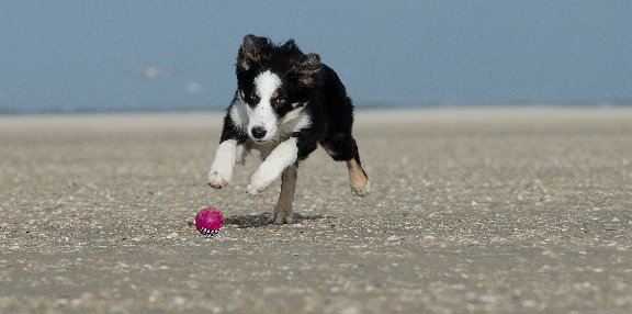 ismypetsafe's tweet photo. IMPS looks at Cosequin 2x strength joint health supplement on sale @Petco  Is it safe? Effective? Worth the money? https://t.co/yM72mhZIdZ https://t.co/gA1pHnBRdW