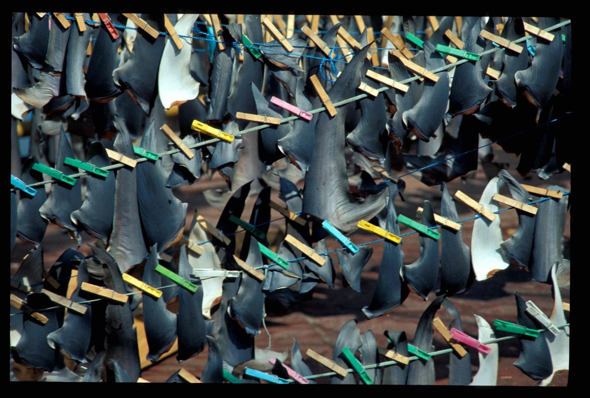 MissionBlue's tweet image. .@FedEx: stop shipping shark fins! RT if you agree! ow.ly/pWqM308lDDq  #sharks #sharkfinning #finning