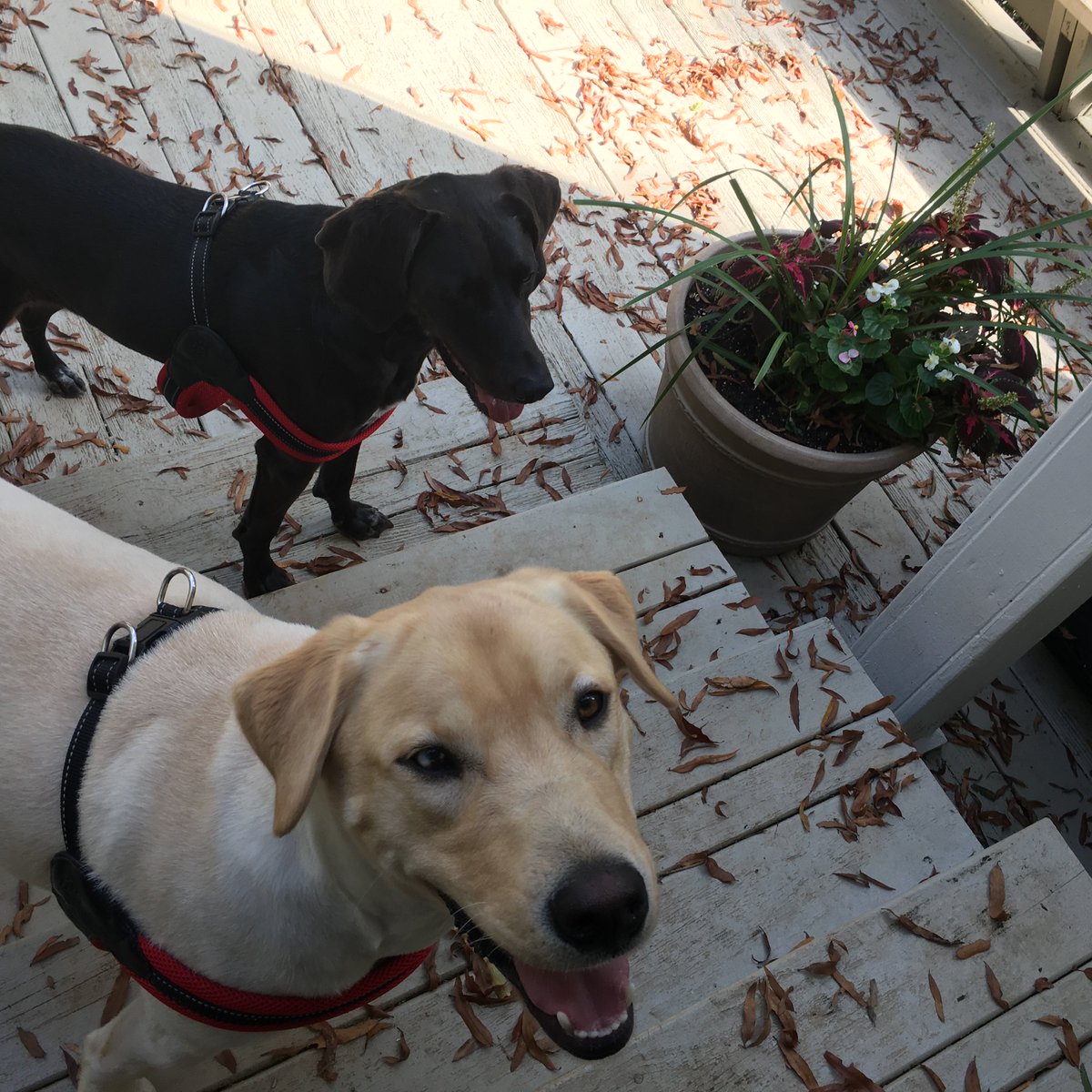 magicwithdogs's tweet photo. hungry+Panera=energy...so I can work with these guys...yay! https://t.co/Ts0J9Twj3b