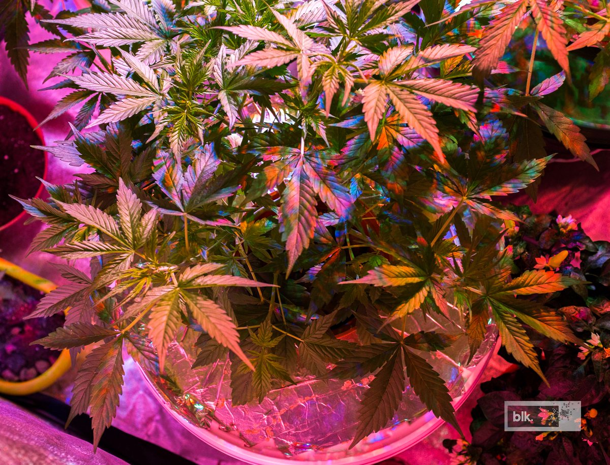 blk_seeds's tweet photo. Our #AutoNorthernLight under lights starting to flower week 5 from fellow grower 🔥 BrainStorm 🔥 on @grow_diaries #BlkSeeds #BlkSeedsBank https://t.co/fiXkpjguwk