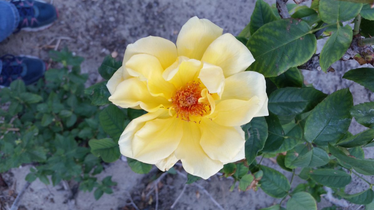 Happy Wednesday Lovelies ~

#roses #nature #breathe #yellow #bloom #beauty #Naturally #FindBeauty