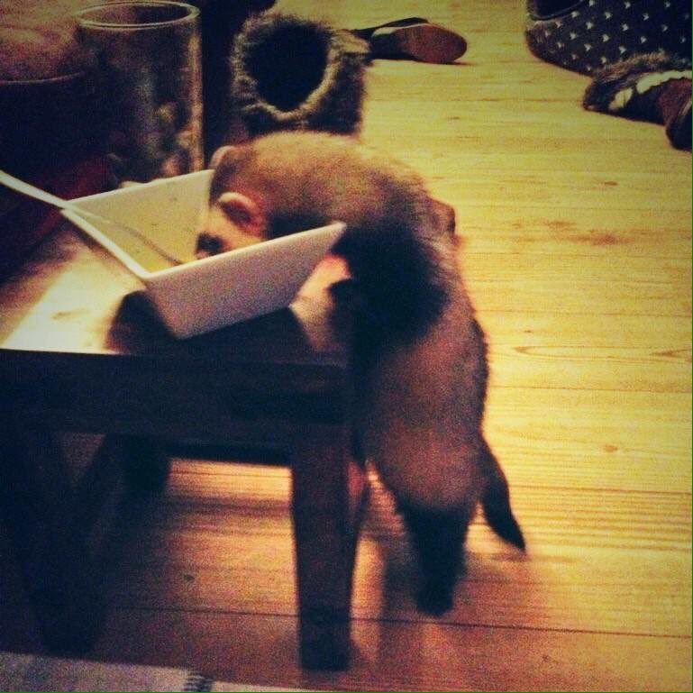 dookandstash's tweet photo. Loki - me as a teenie-bopper! #wednesdayWeasel #pokie #fattyBum #fuzzits #ferretsOfTwitter https://t.co/jkcuOGUexX