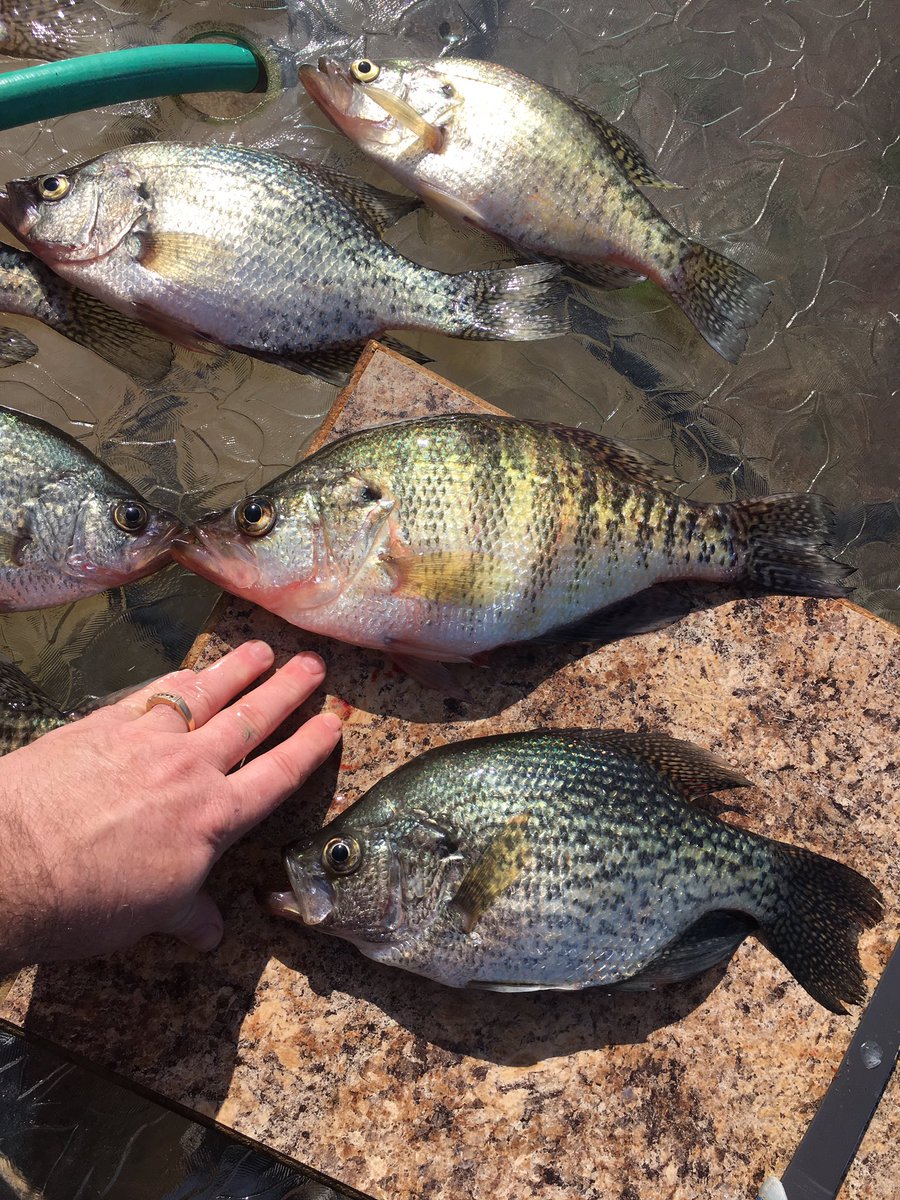 djlaseter's tweet photo. Fresh crappie caught, fried and already eaten. #fishing #huntersafetysystem #smithLake #rolltideroll https://t.co/o7GauOHnxt