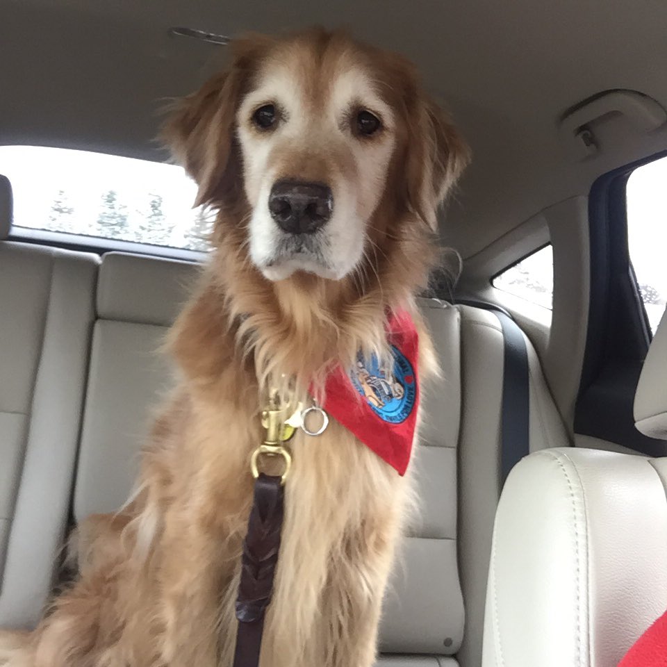 MSBGoldens's tweet photo. Brody loves to hear stories, great job at Glenn Oak! #readingdogs #therapydogs https://t.co/3zMHSKSii7